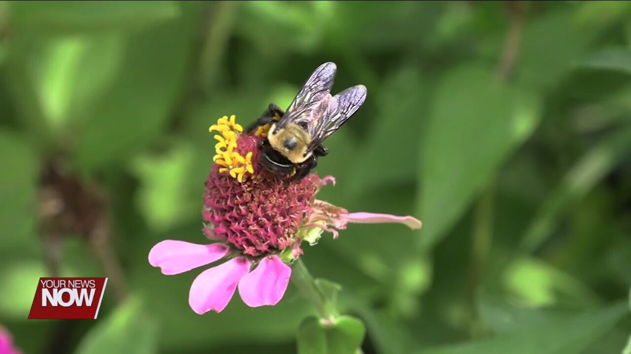 Kiwanis Ohio District Governor encouraging pollinator habitats with Bee a Hero project